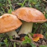 Masne gljive: koristi i štete za ljudski organizam